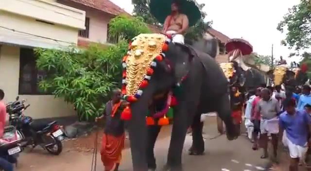 UFC Star Elephant. Elephant Attacks. Festival Attacks. Hit. Down. India. Ufc. Man. Animals Pets.