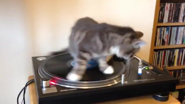 Vinyl cat, funny, cat, playing, bob, marley, record, vinyl, 1210, scratching, dj, kitty, kitten, furby, legend, cute, animals pets.