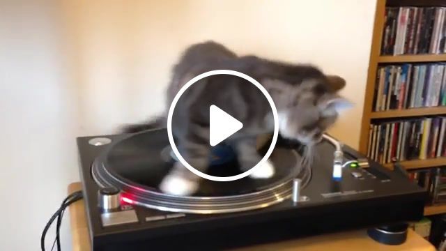 Vinyl cat, funny, cat, playing, bob, marley, record, vinyl, 1210, scratching, dj, kitty, kitten, furby, legend, cute, animals pets. #0