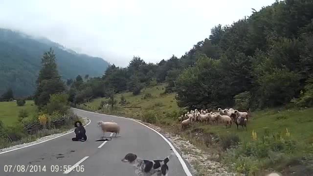 When the sheep attacks, Sheep, Attack, Man, Scared, Shepherd, Crazy Animals, Crazy Sheep, Animals Pets