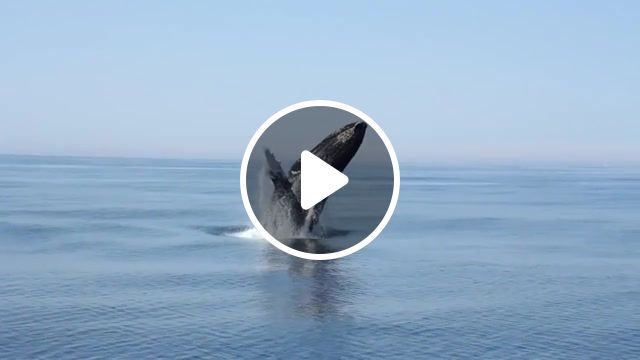 Where is my whales, whales, baleines, timelapse, provincetown, sea, usa, boston, racingextinction, creative commons, animals pets. #0