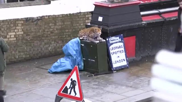 Leopard Spotted in London
