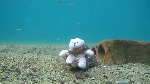 Teddy bear, Teddy Bear, Sweet, Swimming, Fish, Tentacle, Animal, Funny, Underwater, Bear, Love Story, Love, Sea, Teddy, Octopus