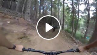 Speed MTB in the woods