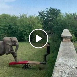Elephant trampoline