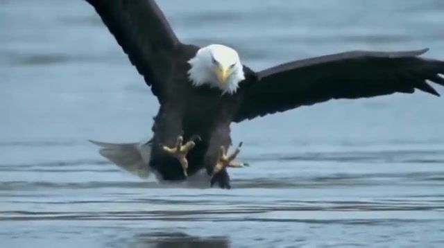Bald eagle catching fish, clip, strong, catch, vocal, groovy, ocean, sea, free, loop, sad, hunter, hunt, water, eagle, nice, wow, alone, fish, salmo, zoo, trick, motion, music, eleprimer, birds, gif, devils, slow, bird, animals pets.