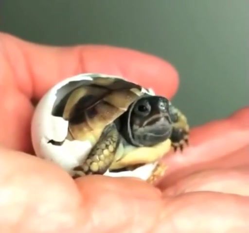 Cute turtle, cute baby animals, cute animal, baby, cute, animals pets.