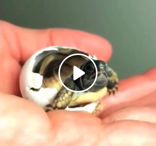Cute turtle