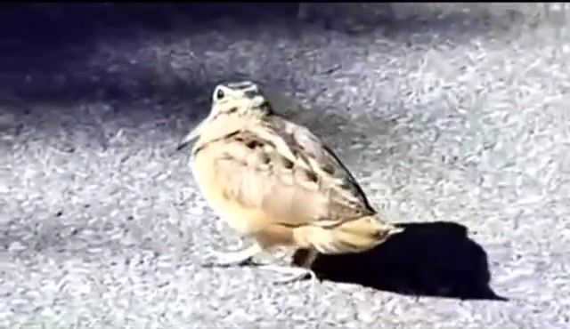Dancing Woodcock - Video & GIFs | dancing,woodcock,cuban pete,bird,dance,animals pets