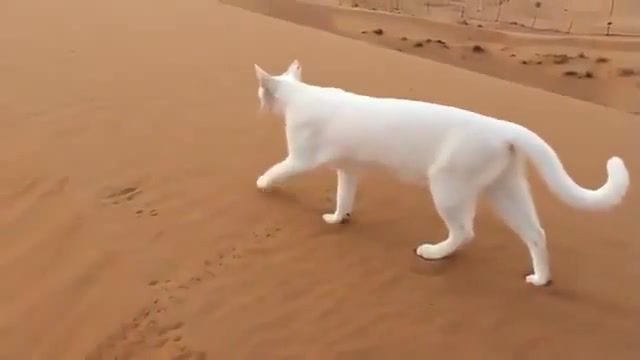 Desert Cat - Video & GIFs | animals pets