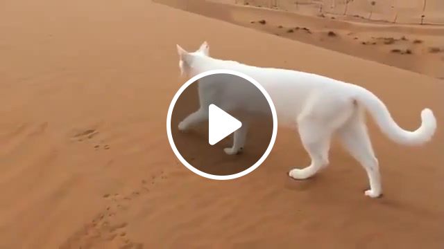 Desert cat, animals pets. #1