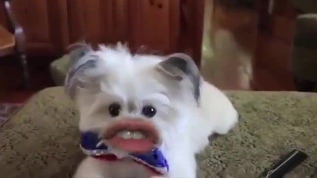 Dogs, dog, dogs, funny, official, audio, official audio, meme, best meme, best, lol, animals pets.