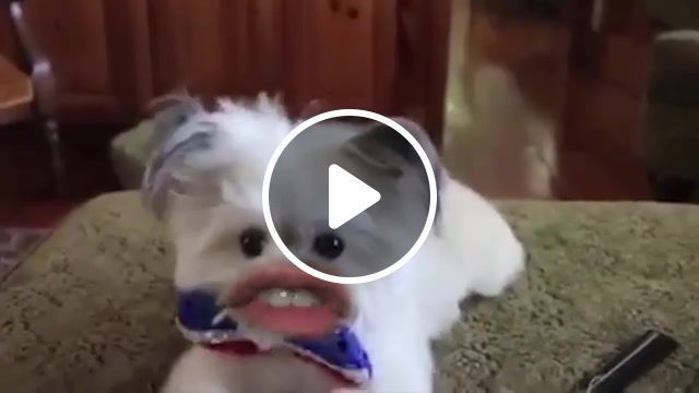 Dogs, dog, dogs, funny, official, audio, official audio, meme, best meme, best, lol, animals pets. #0