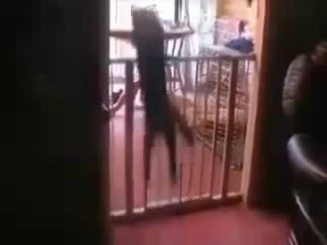 Epic cat jump fail, animals pets.
