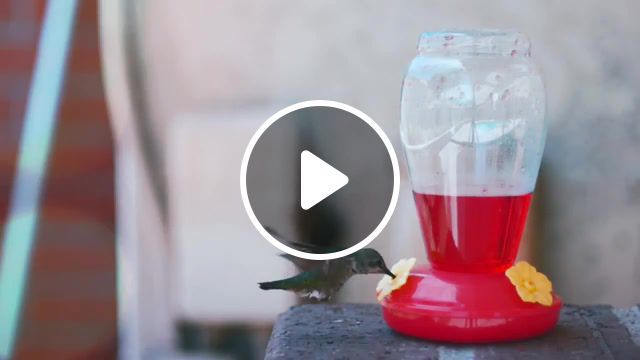 Fly, zoo, living photo, living photos, music, summer, clic, drink, nature, colibri, bird, fly, animals pets. #0