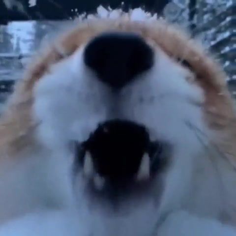Fox kiss - Video & GIFs | animals pets