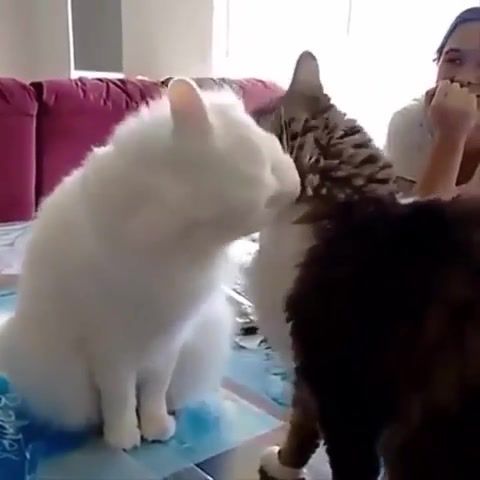 Funny Cats - Video & GIFs | lol,cat,cats,pets,funny