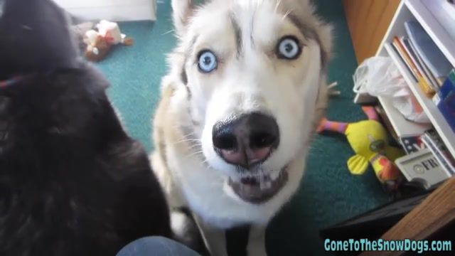 Gone To The Snow Dogs UPSIDE DOWN HUSKY DAT FACE. Siberian. Husky. Howling. Singing. Huskie. Snow. Dog. Sled. Sibe. Shiloh. Shelby. Alaskan. Malamute. Playing. Fun. Dogs. Whinning. Lol. Animals Pets.