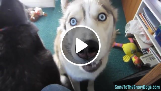 Gone to the snow dogs upside down husky dat face, siberian, husky, howling, singing, huskie, snow, dog, sled, sibe, shiloh, shelby, alaskan, malamute, playing, fun, dogs, whinning, lol, animals pets. #0
