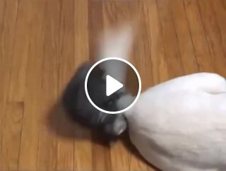 Kitten vs dog's tail