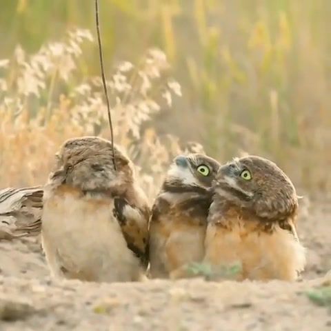 Owl, Owl, Stick, What Is It, Animals Pets
