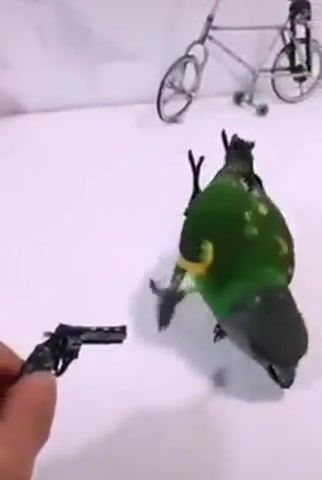 Parrot and the gun, parrot, gun, acting, trick, animals pets.
