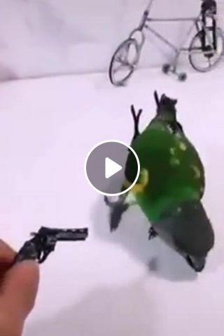 Parrot and the gun