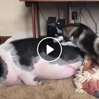 Pig and husky