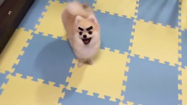 Pomeranian With Eyebrows - Video & GIFs | funny,animals,national dog day,eyebrows on a pomeranian,puppy,puppies,pomeranians,pomeranian,dog eyebrows,dogs with eyebrows,animals pets
