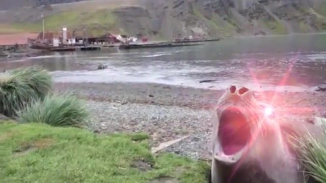 Seal Song, Evinedits, Seals, Meme, Cod Startup, Cod Round Start Meme, Angery, Angery Boi, Cat, Cats, Kitty, Sea, Song, Music, Animal, Sealife, Darksairous, Animals Pets