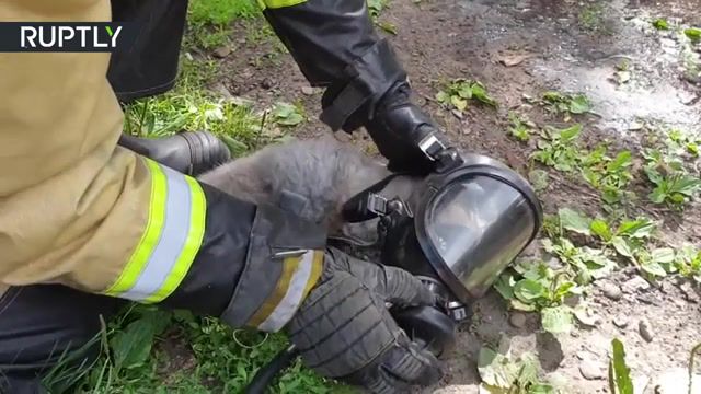 Stayin Alive - Video & GIFs | rt,russia today,russia,tomsk,cat,saved,firefighter,animals pets