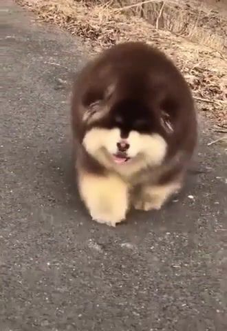 The Big Question - Video & GIFs | dog,dogs,doggo,doggo does go go,who let the dogs out,who,let,the,out,animal,animals,pet,pets,cute,animals pets