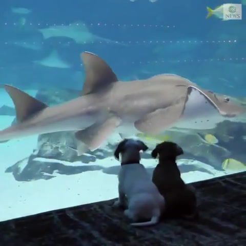 The Georgia Aquarium Visitors - Video & GIFs | the georgia aquarium visitors,two puppies,puppies,two puppies in aquarium,the georgia aquarium,animals and pets,fkj skyline,animals pets