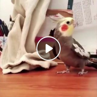 Bird sings a tune