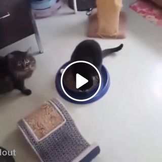 Cat can not believe you've done this