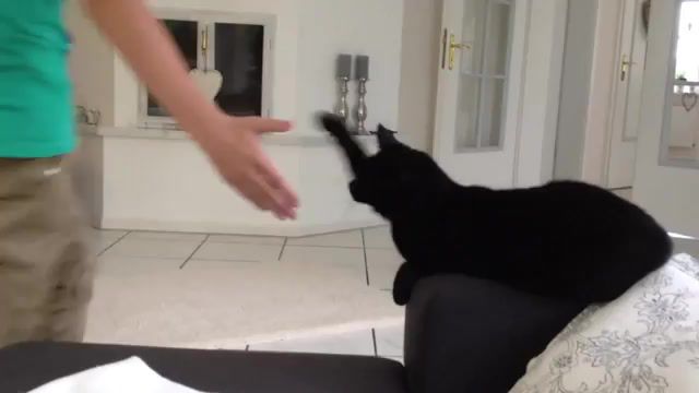 Cat, funny, high five, hangover, cat, music.