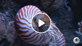 Chambered Nautilus