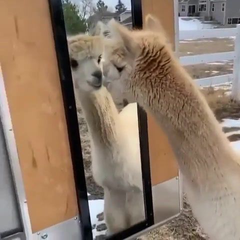Confused alpaca, animals pets.