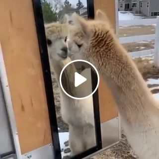 Confused alpaca