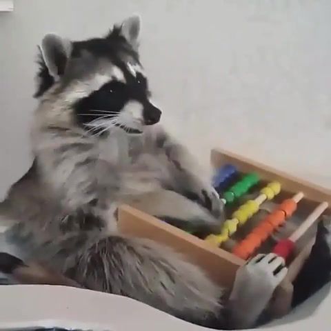 Dj racoon, scratching, scratch, animal playing, racoon thug, racoon, animals pets.