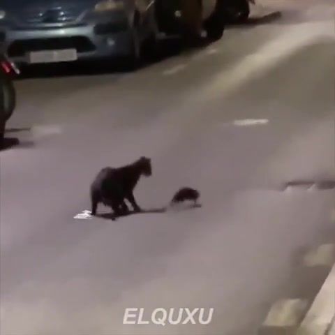 FIGHT - Video & GIFs | unusual,unusual compilation,weird,weird compilation,meme compilation,dank meme compilation,unusual meme compilation,weird meme compilation,creepy meme compilation,memes compilation,dank memes,funny,dank memes vine compilation,try not to laugh,fresh memes,emisoccer,clumsy,hefty,comment awards,grandayy,tiktok,tik tok memes,rewind,airpods,big chungus,pewdiepie vs tseries,animals pets