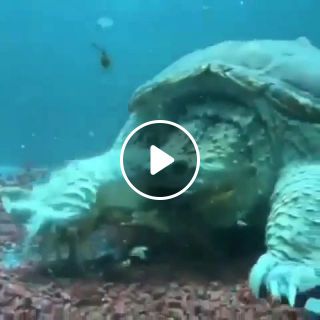 Godzilla IS REAL But it's a turtle