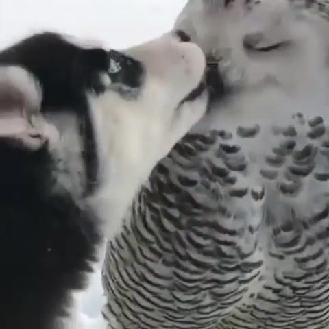 Husky puppy kissing his owl friend, owl, husky, puppy, animals pets.