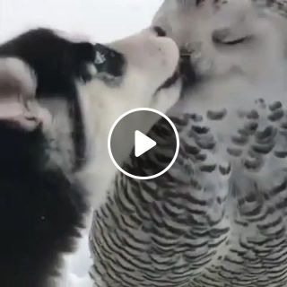 Husky puppy kissing his owl friend
