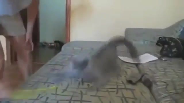 Metalcore cats, 01, Cats Funny, Metalcore, Compilation, Black Label, Hard Rock, Heavy Metal, Metal, Zakk, Jared Dines, Growl, Base, Idol, Starmania, Challenge, Battle, Guitar, Drums, Cats, Cat, Hilarious, Fail, Laugh, Try Not To Laugh, Epic, Fun, Animals Pets