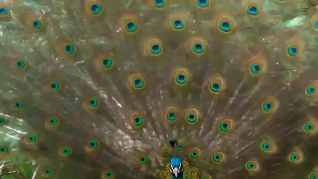 Peacock vibrations