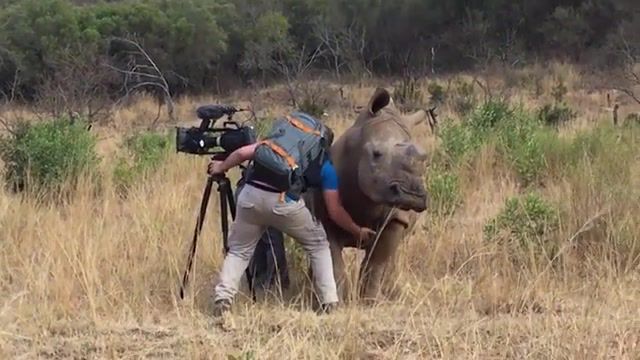 Personal With A Rhino, Loweprobags, Lowepro, Blackmagic, Ursa Mini, Viral, Wildlife, Conservation, South Africa, Endangered, Extinction, Rhino Poaching, Up Close, Documentary, Film, Poaching, Rhino, Animals Pets