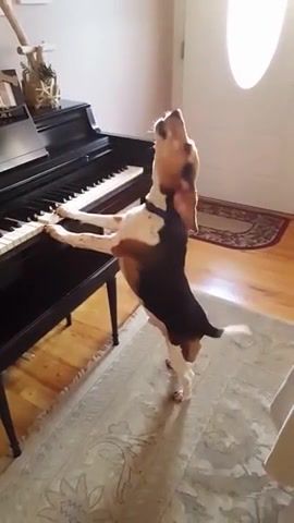 Pubert hail mary, schubert, howl, pupper, piano, dog, ave maria, maria, ave, singing, doggo, pup, buddy the beagle, buddy the bagle, dog plays piano, dog sings, freddy mercury, buddy mercury, hilarious dog sings and plays piano, animals pets.