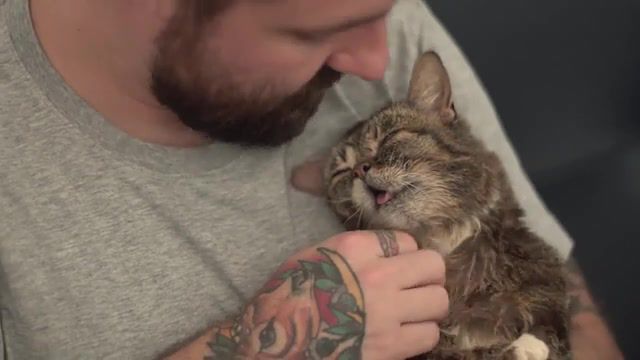 Quality Time Cat Lil BUB - Video & GIFs | hd,music,funny,cat,animal,hot,new,animals pets