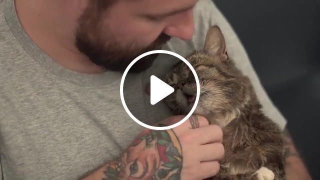 Quality time cat lil bub, hd, music, funny, cat, animal, hot, new, animals pets. #0